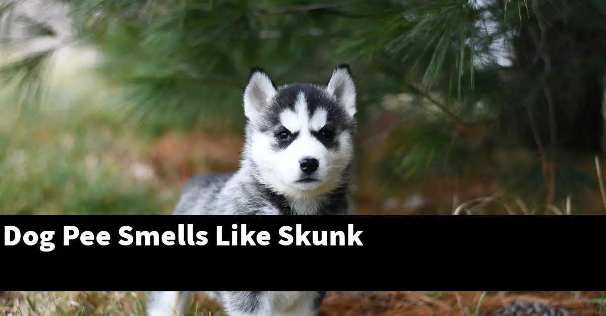 Dog Pee Smells Like Skunk