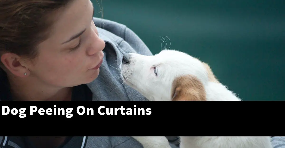 Dog Peeing On Curtains