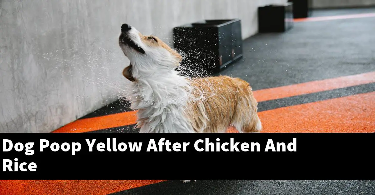 Dog Poop Yellow After Chicken And Rice