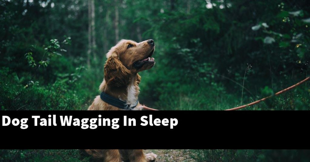 Dog Tail Wagging In Sleep - PupTopics