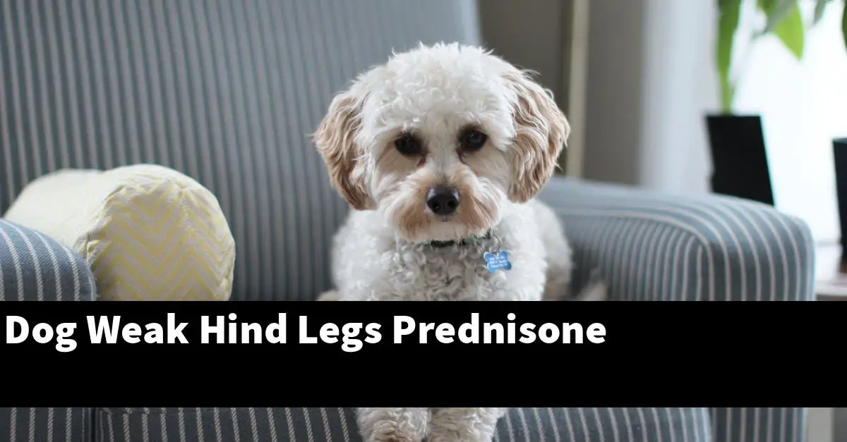 Dog Weak Hind Legs Prednisone