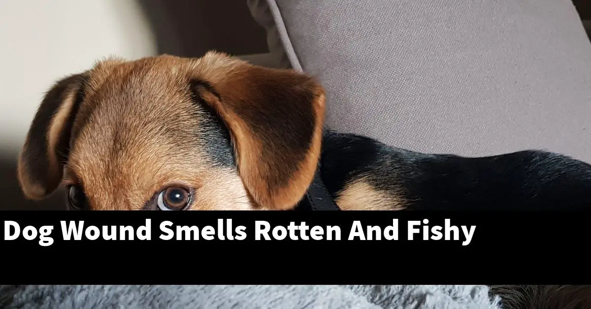 Dog Wound Smells Rotten And Fishy