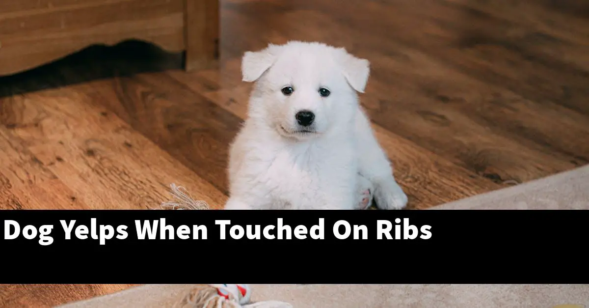 Dog Yelps When Touched On Ribs