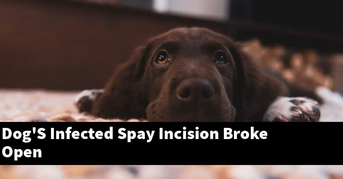 Dog'S Infected Spay Incision Broke Open