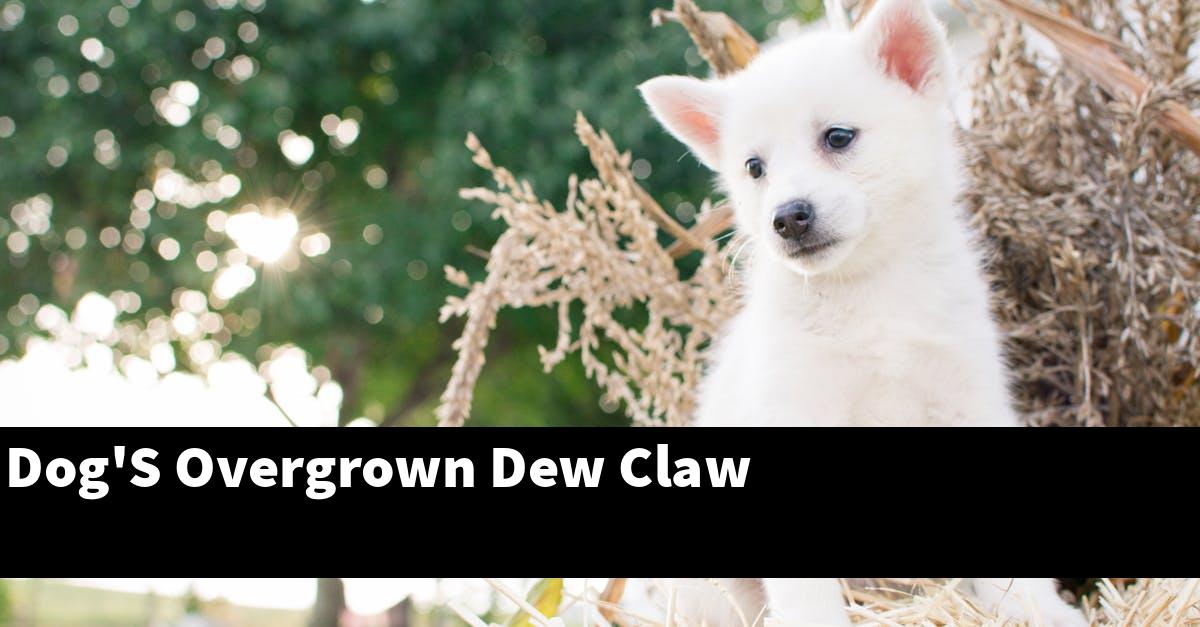 Dog'S Overgrown Dew Claw
