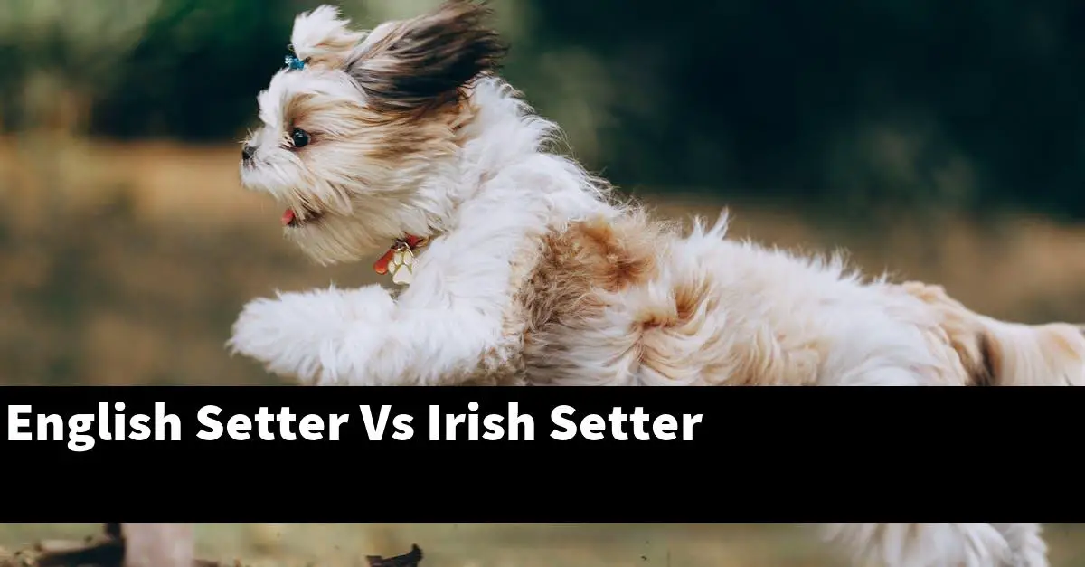 English Setter Vs Irish Setter