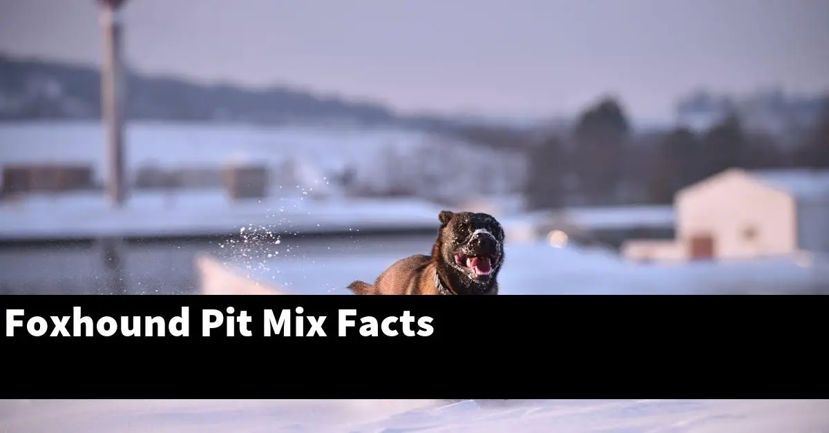 Foxhound Pit Mix Facts