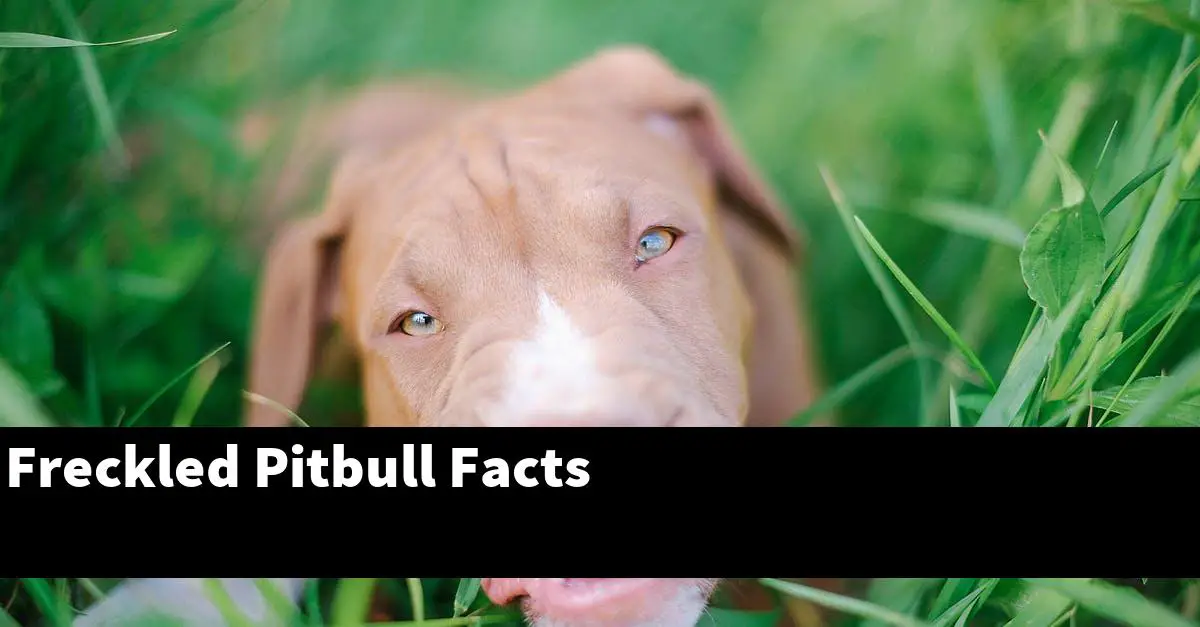Freckled Pitbull Facts