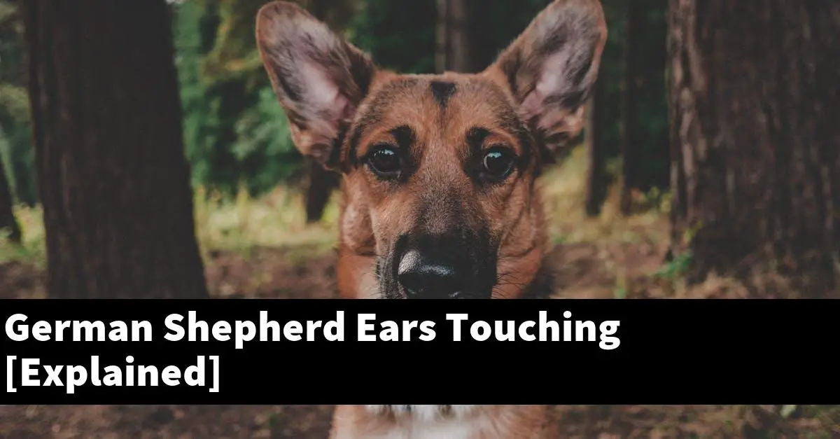 German Shepherd Ears Touching [Explained]