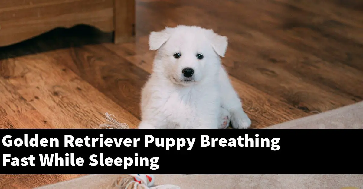 Golden Retriever Puppy Breathing Fast While Sleeping