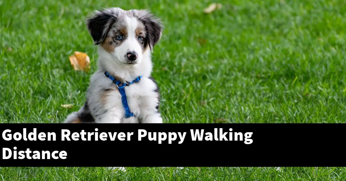 how long should i walk my golden retriever puppy