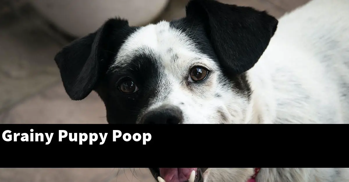 Grainy Puppy Poop