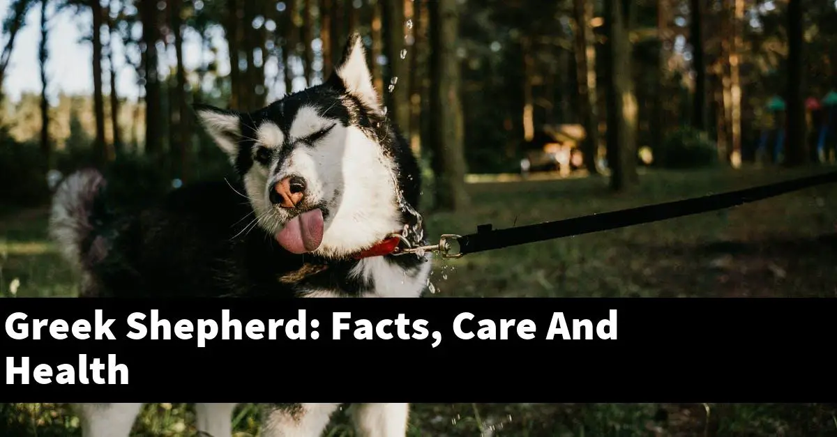 Greek Shepherd: Facts, Care And Health