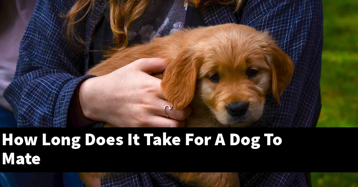 How Long Does It Take For A Dog To Mate