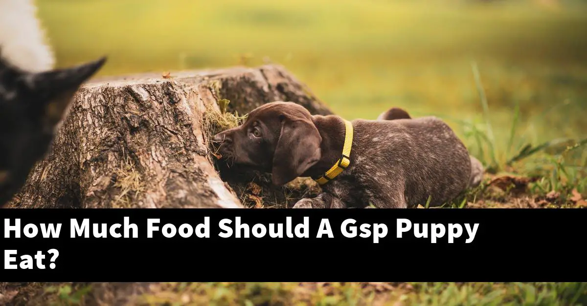 How Much Food Should A Gsp Puppy Eat?