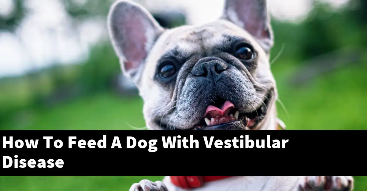 How To Feed A Dog With Vestibular Disease