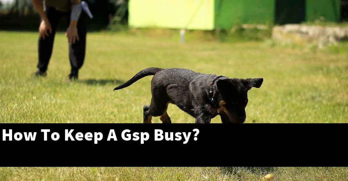 How To Keep A Gsp Busy?
