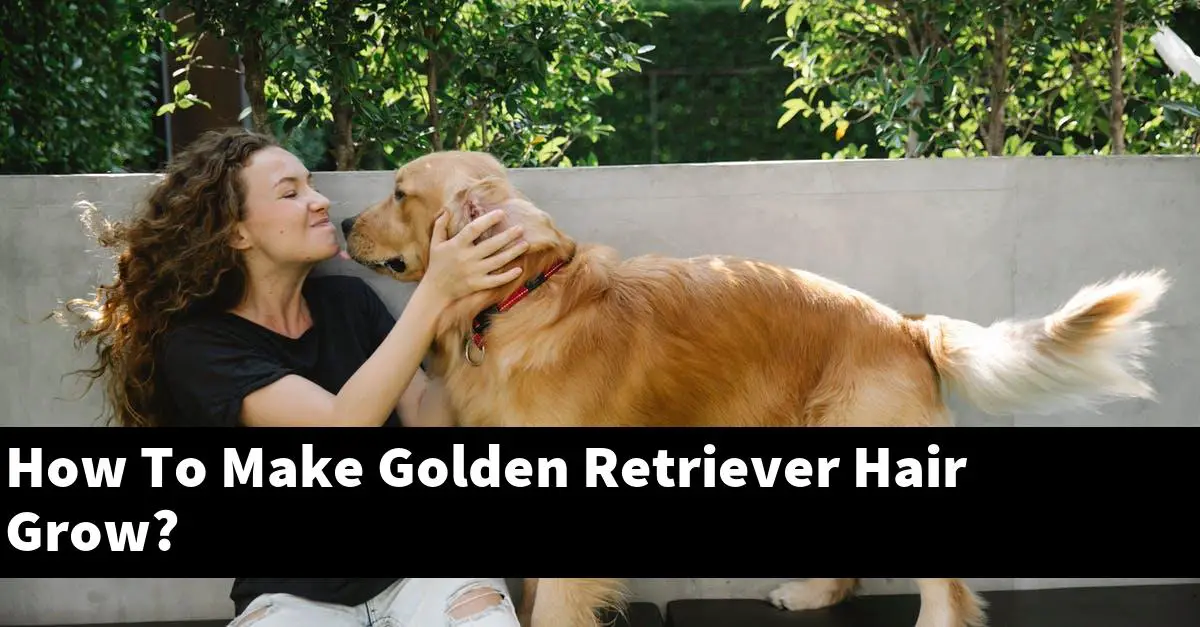 How To Make Golden Retriever Hair Grow?