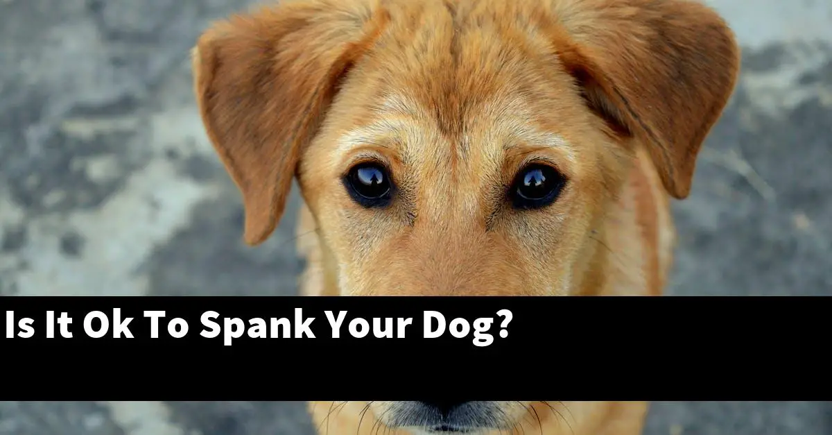 Is It Ok To Spank Your Dog?