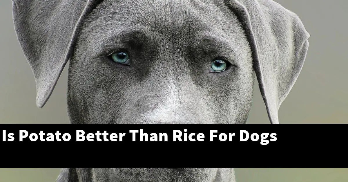 Is Potato Better Than Rice For Dogs
