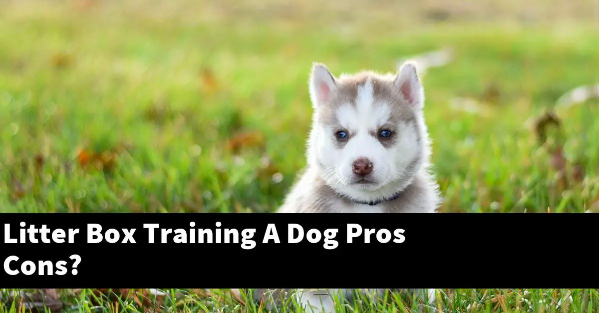Litter Box Training A Dog Pros Cons?