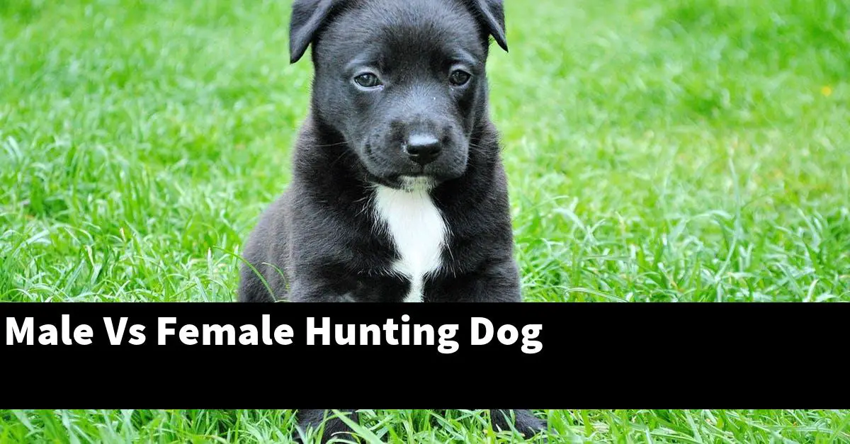 Male Vs Female Hunting Dog