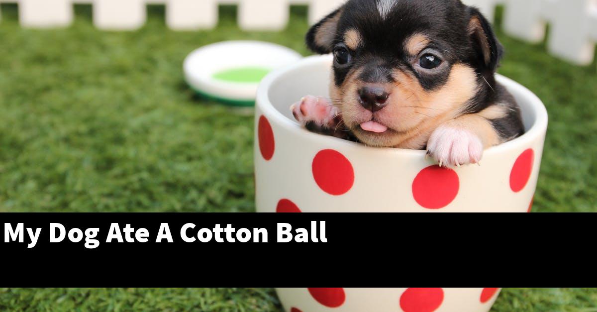My Dog Ate A Cotton Ball