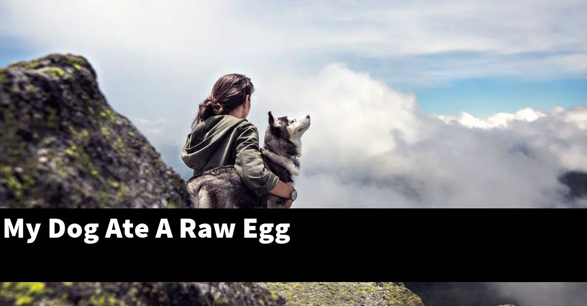My Dog Ate A Raw Egg