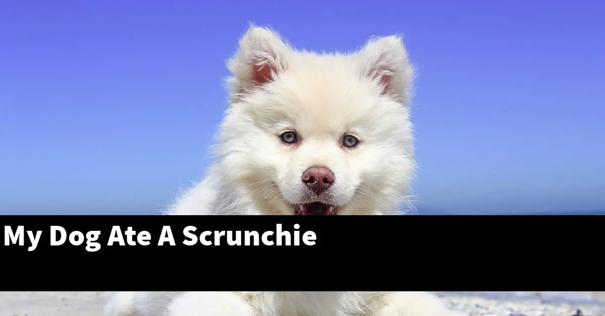 My Dog Ate A Scrunchie