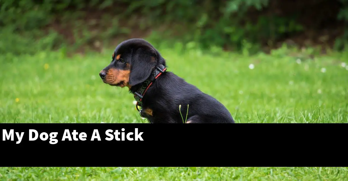 My Dog Ate A Stick
