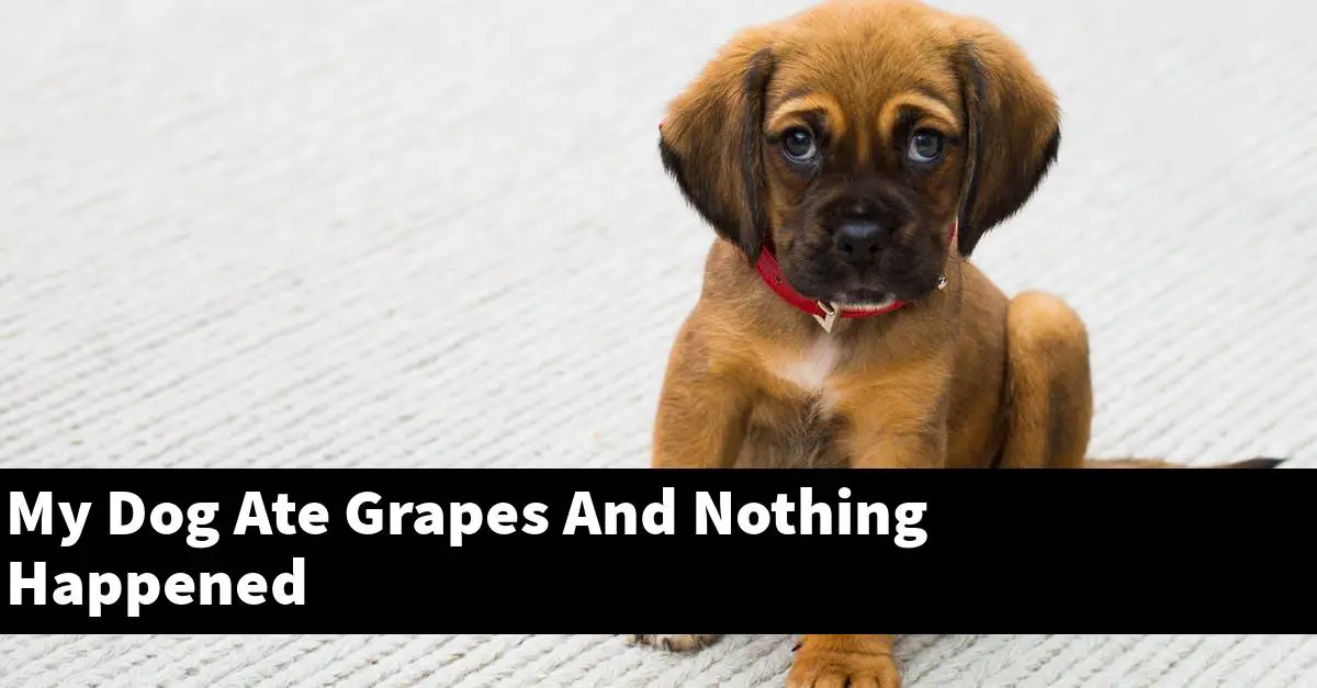 My Dog Ate Grapes And Nothing Happened
