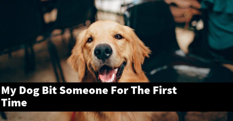 My Dog Bit Someone For The First Time - PupTopics
