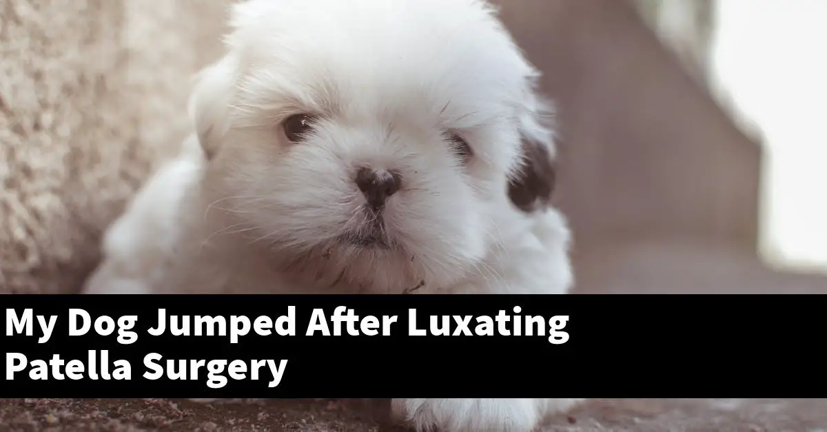 My Dog Jumped After Luxating Patella Surgery