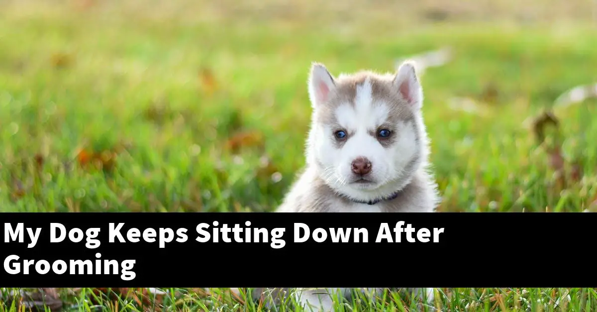 Why My Dog Keeps Sitting Down After Grooming [Explained] - PupTopics
