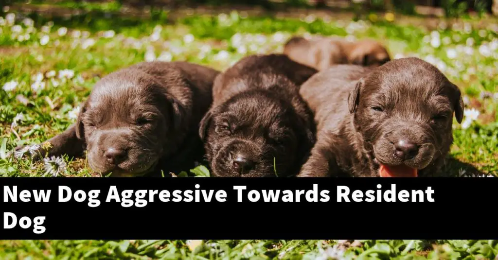 New Dog Aggressive Towards Resident Dog - PupTopics