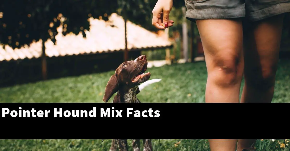 Pointer Hound Mix Facts