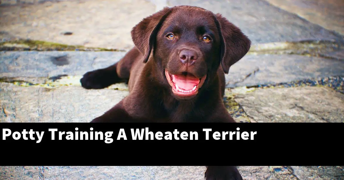 Potty Training A Wheaten Terrier