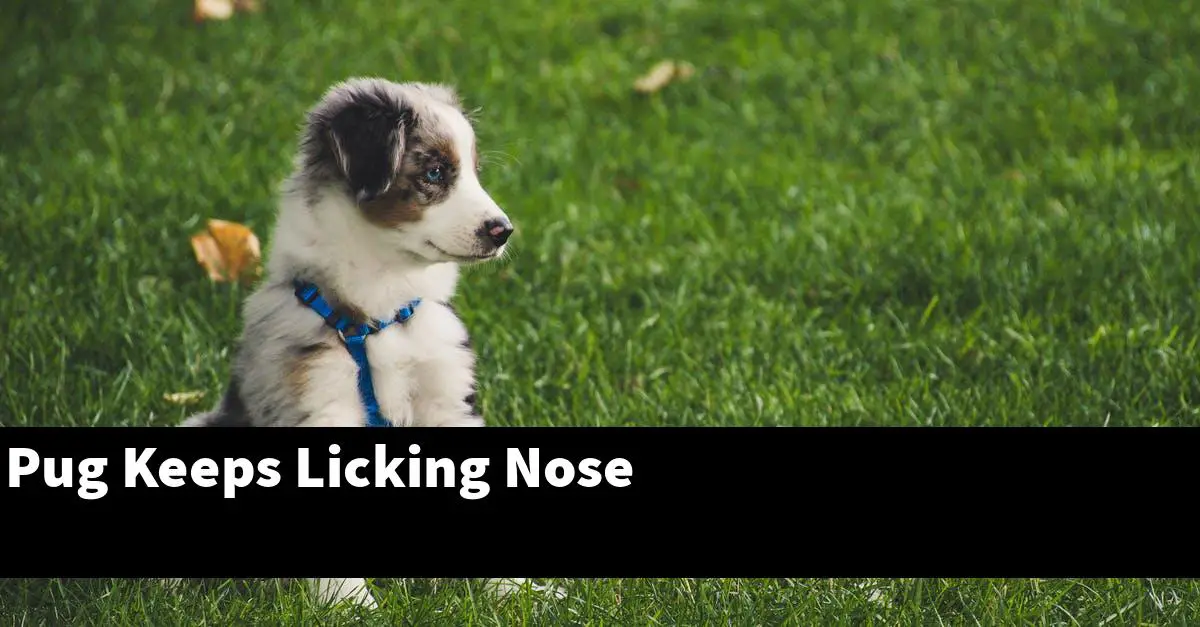 Pug Keeps Licking Nose