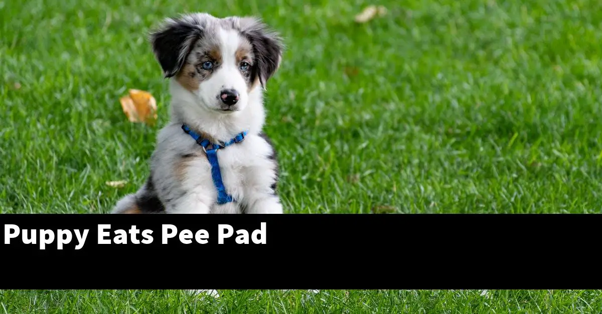 Puppy Eats Pee Pad