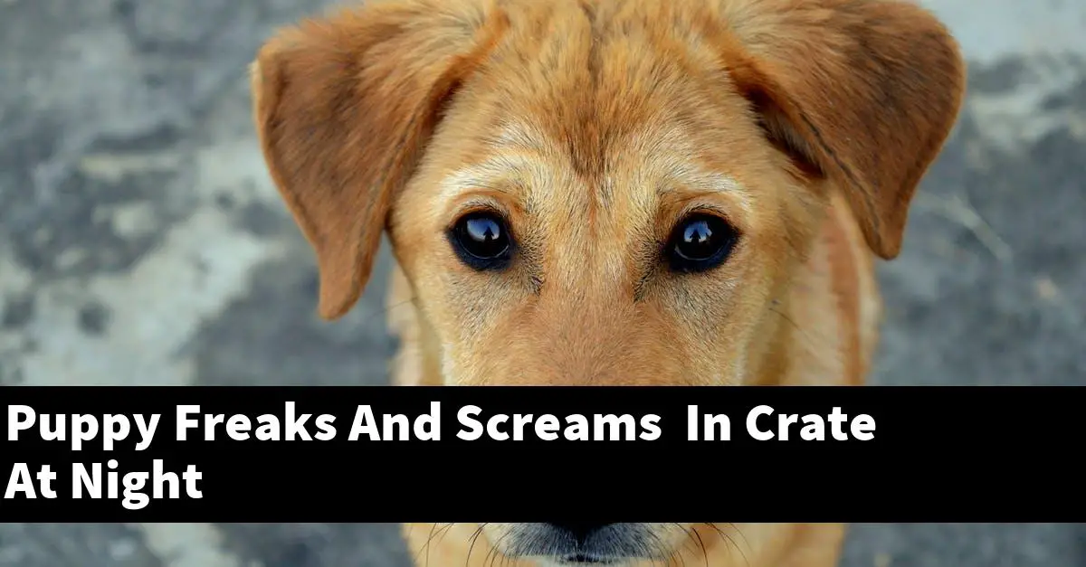 Puppy Freaks And Screams In Crate At Night