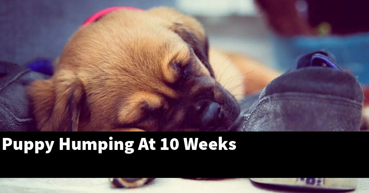 Puppy Humping At 10 Weeks