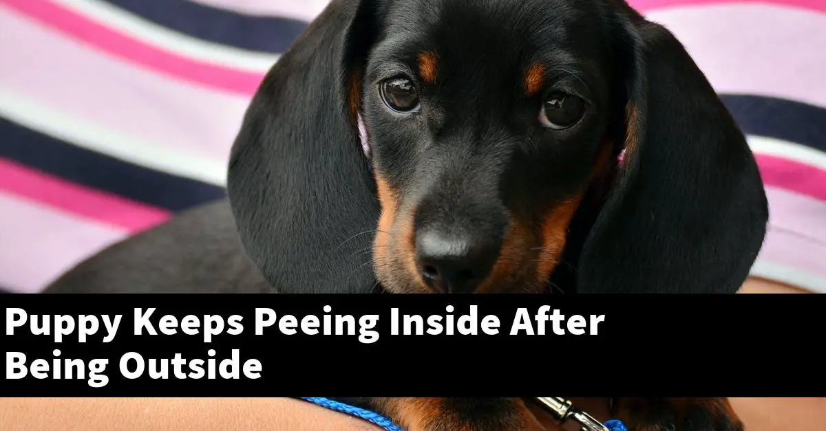 Puppy Keeps Peeing Inside After Being Outside