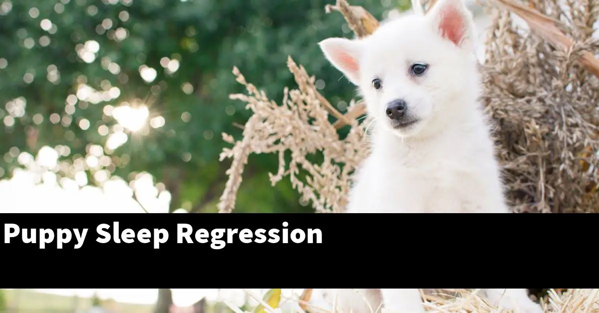 Puppy Sleep Regression