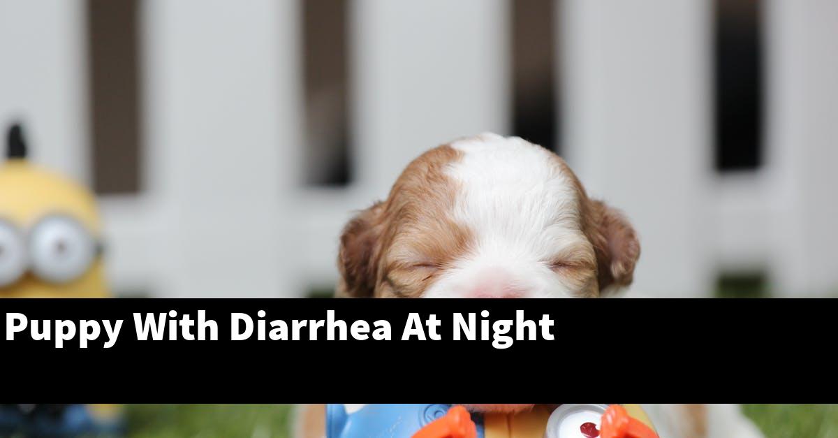 Puppy With Diarrhea At Night