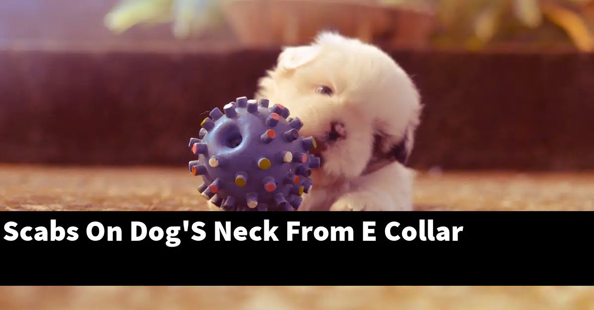 Scabs On Dog'S Neck From E Collar