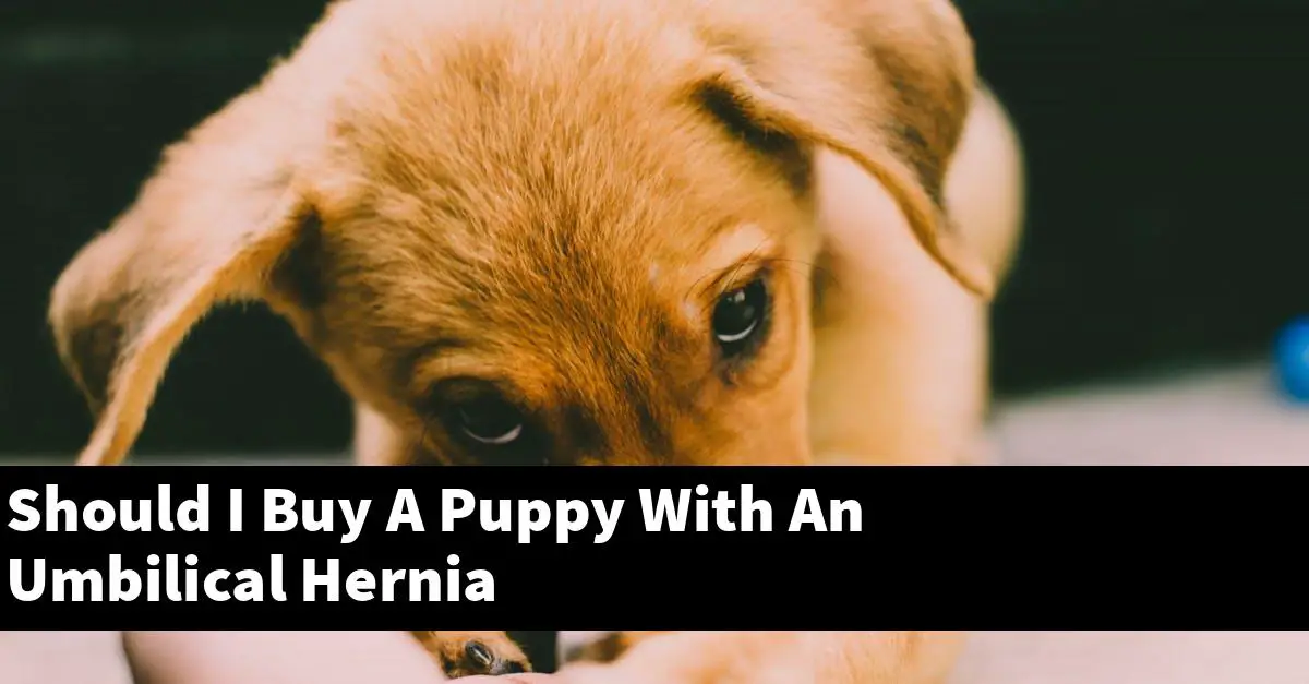Should I Buy A Puppy With An Umbilical Hernia