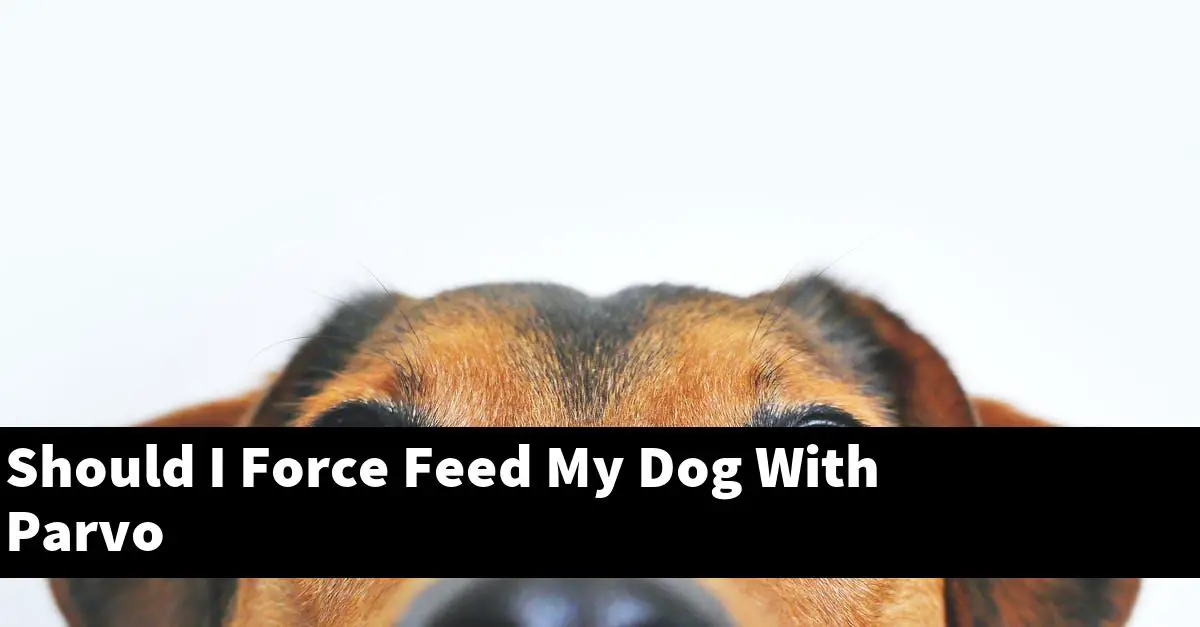 Should I Force Feed My Dog With Parvo