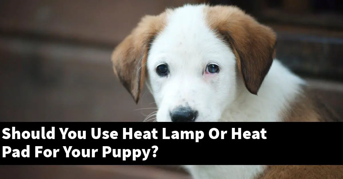 Should You Use Heat Lamp Or Heat Pad For Your Puppy?