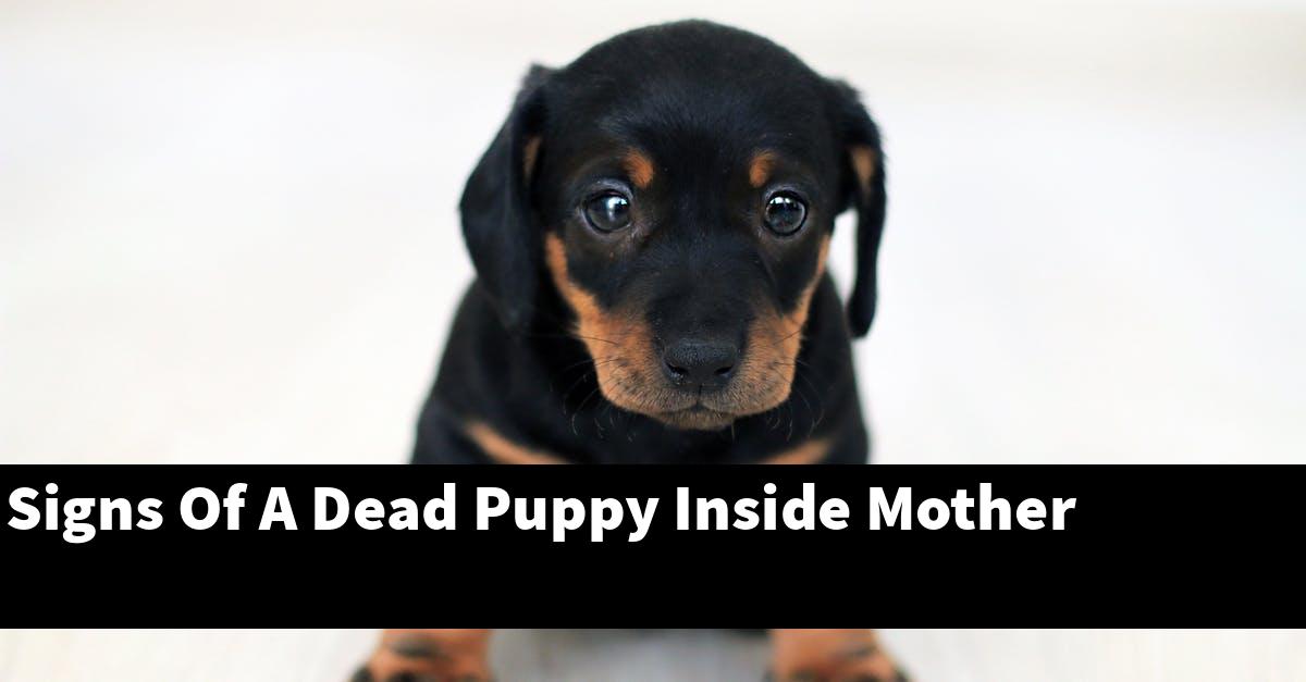 Signs Of A Dead Puppy Inside Mother