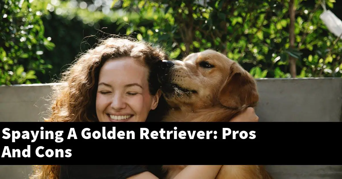 Spaying A Golden Retriever: Pros And Cons